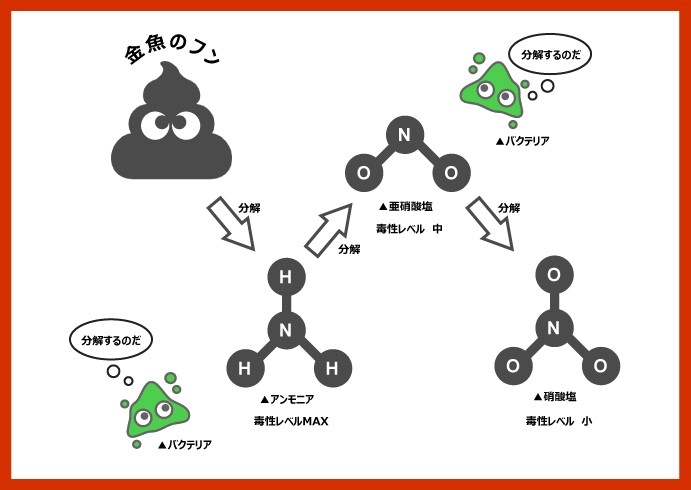 バクテリアの仕組み