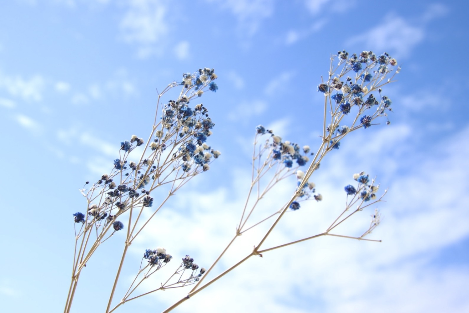 青空と花